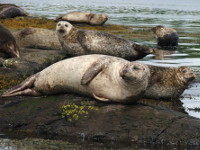 Seals, Garnish Island
